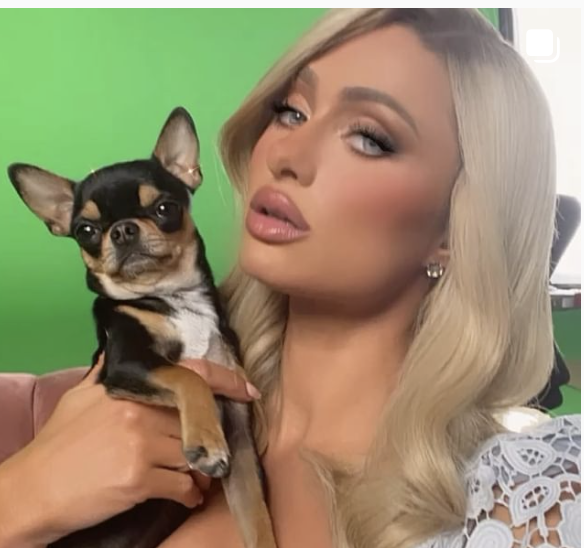Paris Hilton Offers 'Big Reward' For Anyone Who Finds Her Missing Chihuahua