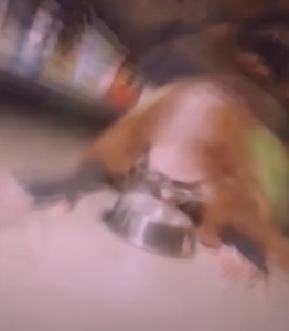 Fans React To Madonna Licking From A Dog Bowl