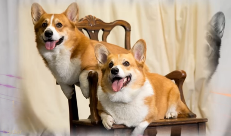 The Royal Family and Their pets